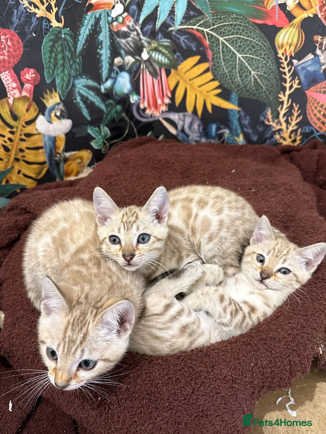 Bengal cats for sale: TICA Registered Bengals - Advert 24