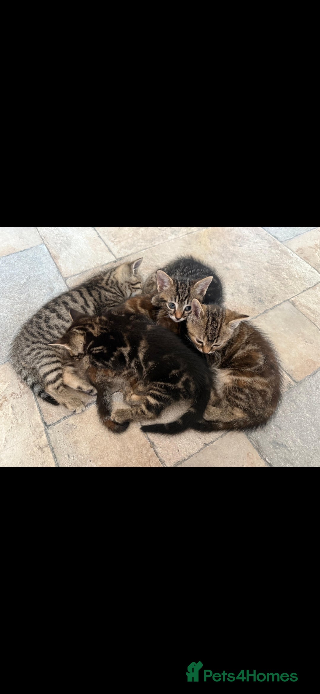 British Shorthair cats for sale: Beautiful tabby kittens - Image 2