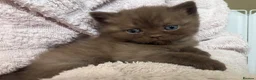 British Shorthair cats for sale: Cinnamon and Chocolate British Shorthair  - Advert 14