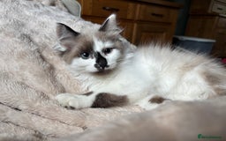 Siberian cats for sale: Estrella - purebred Siberian/ Neva Masquerade  - Image 5