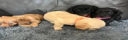 Mixed Breed dogs for sale: Cava tzu poos for sale - Advert 7
