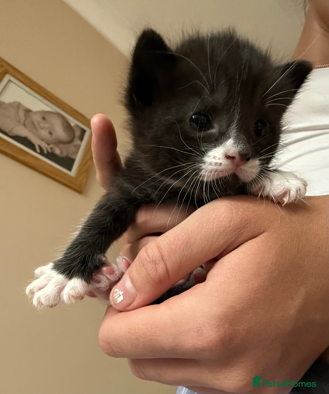 Mixed Breed cats for sale: 2 Ginger (1 m and 1 f) and 1 tuxedo male kitten - Image 6