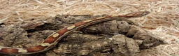 Corn Snake reptiles for sale: Beautiful, Captive-Bred Corn Snakes – DJL Exotics - Advert 11