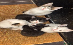 Domestic Shorthair cats for sale: Cute kittens for saleee  - Image 1
