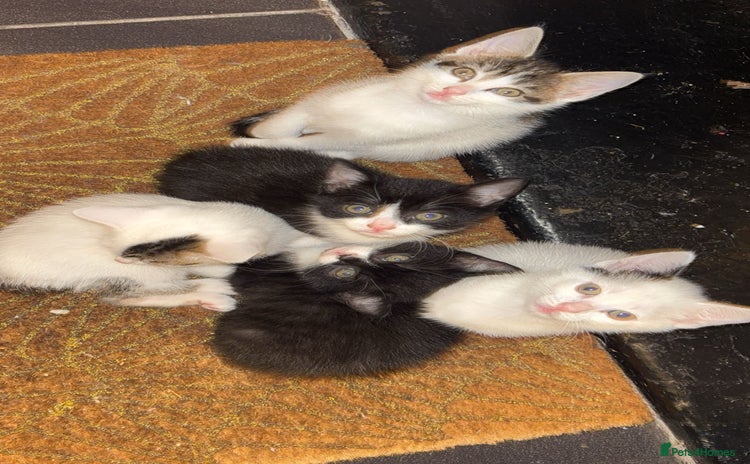Domestic Shorthair cats - Advert 1