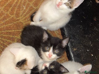 Domestic Shorthair cats - Advert 2