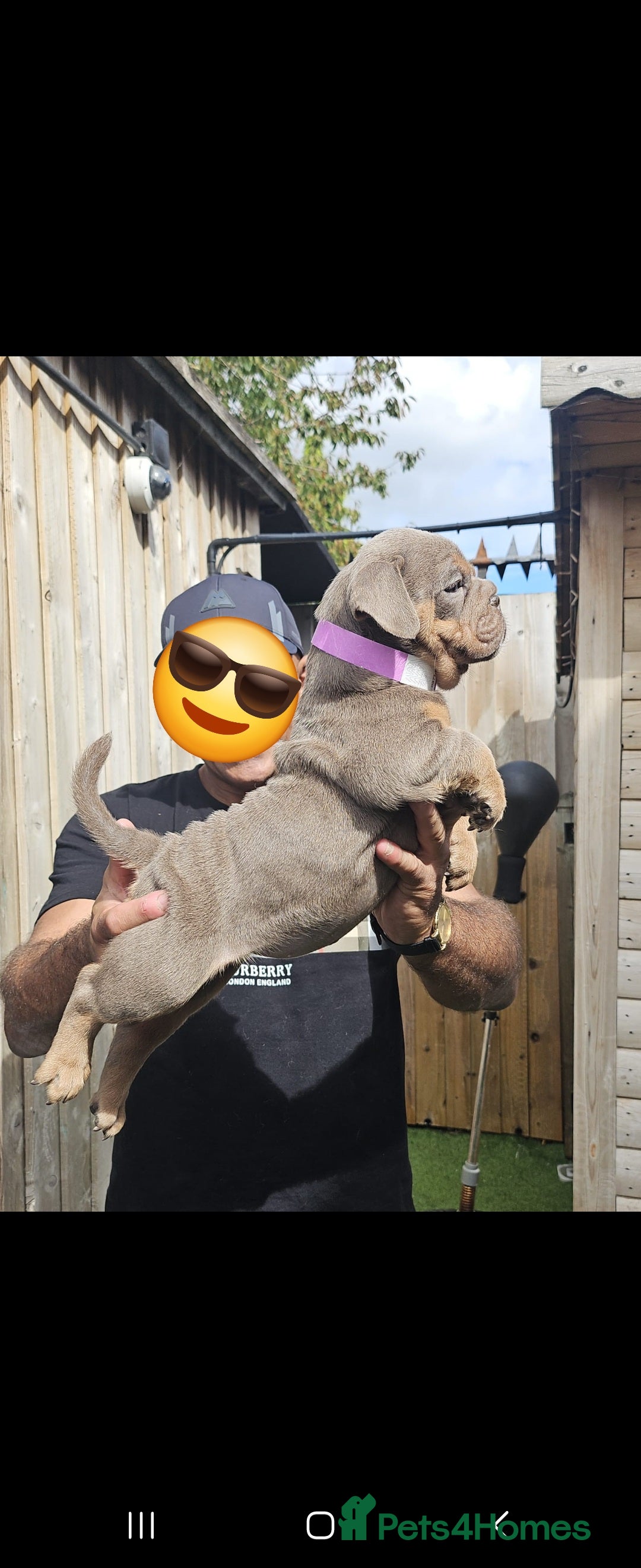 Olde English Bulldogge dogs for sale: Olde English bulldogge  - Image 3