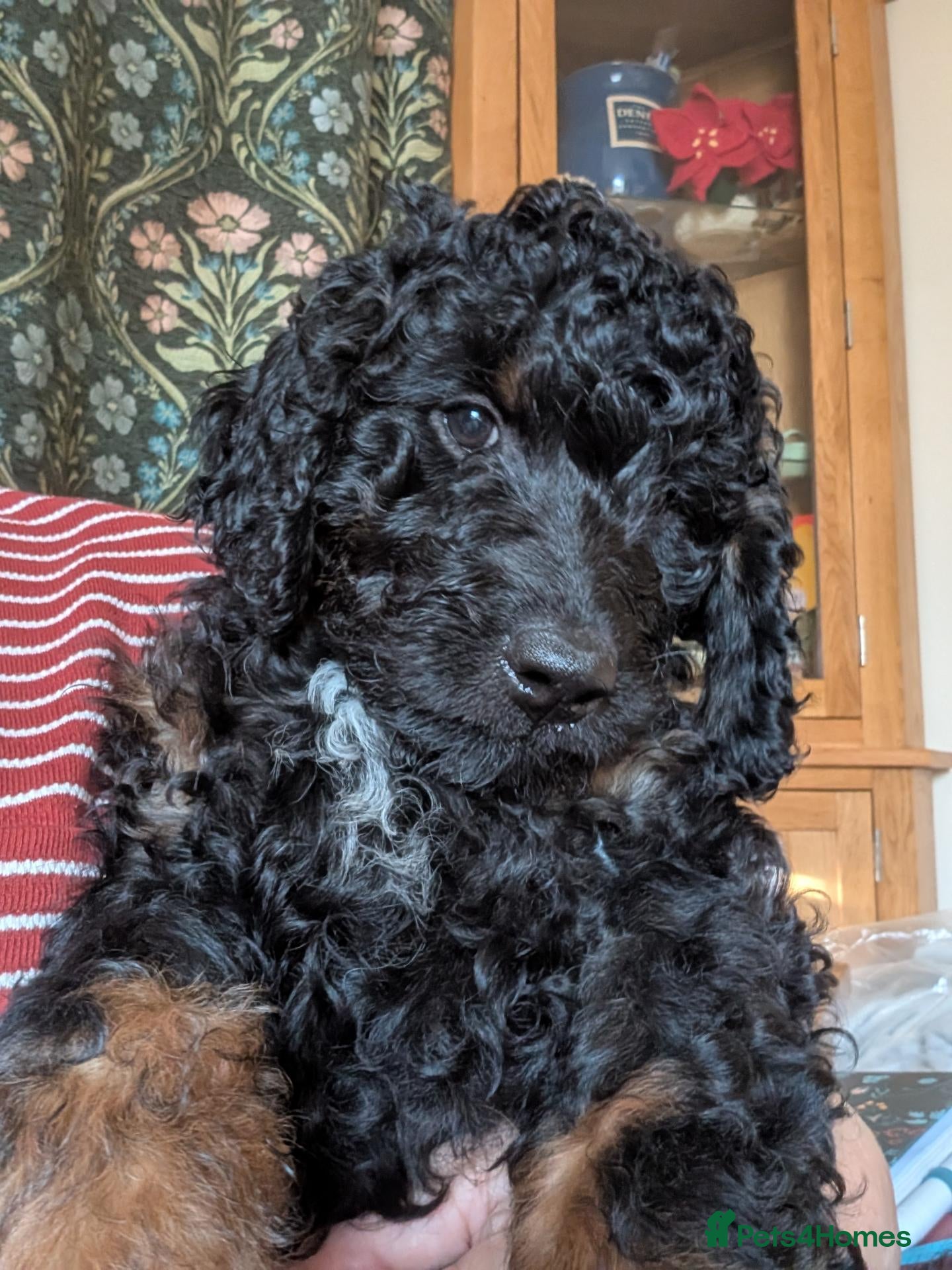 Mixed Breed dogs Rottweiler / Rottidoodle puppies - Advert 1