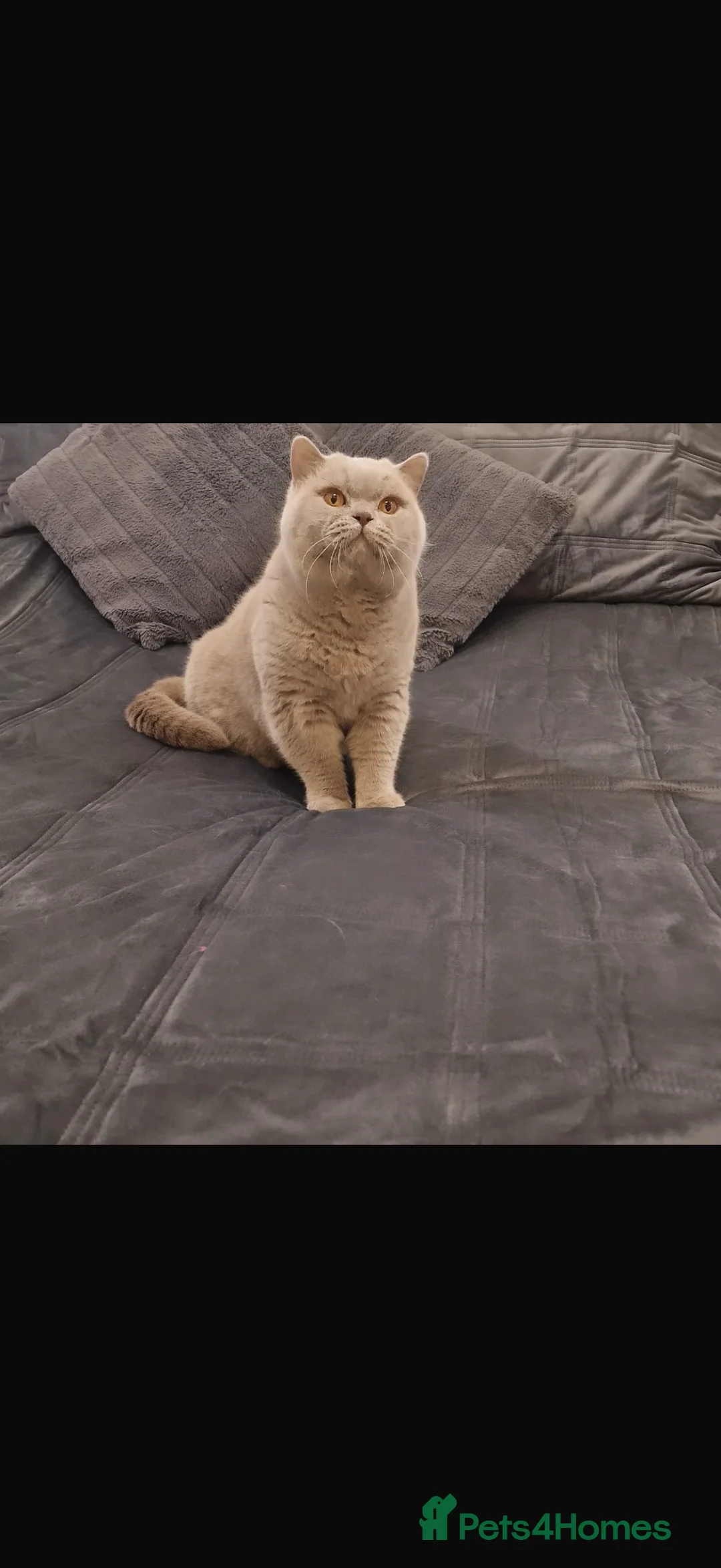 British Shorthair cats for sale: British Short hair and Scotish Fold - Advert 27