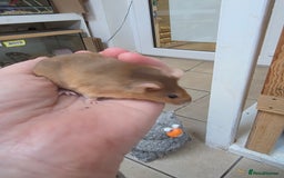 Mouse rodents for sale: Over 50 baby mice all colours available  - Image 6