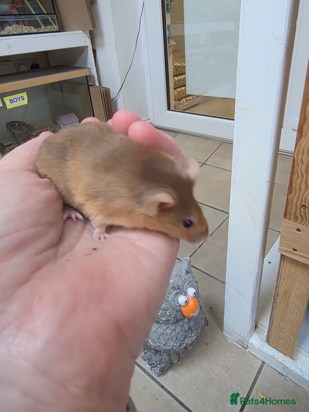 Mouse rodents for sale: Over 50 baby mice all colours available  - Image 6