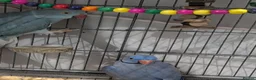 Ringnecks birds for sale: Breeding pair of violet and blue + CAGE - Advert 9