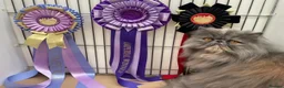 Persian cats for sale: GCCF Registered Blue Persian Kittens  - Advert 22