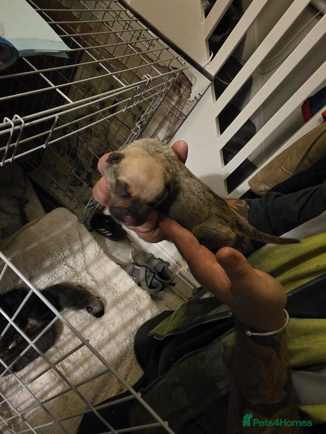 Cane Corso dogs for sale: Cane corso pups - Image 15