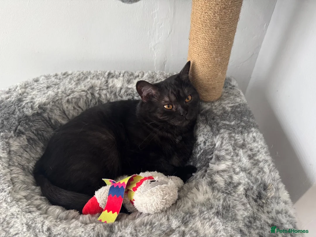 Mixed Breed cats for sale: Cat needs re homing  - Advert 2