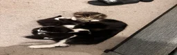 Mixed Breed cats for sale: Long fur domestic cat  in London - Advert 10