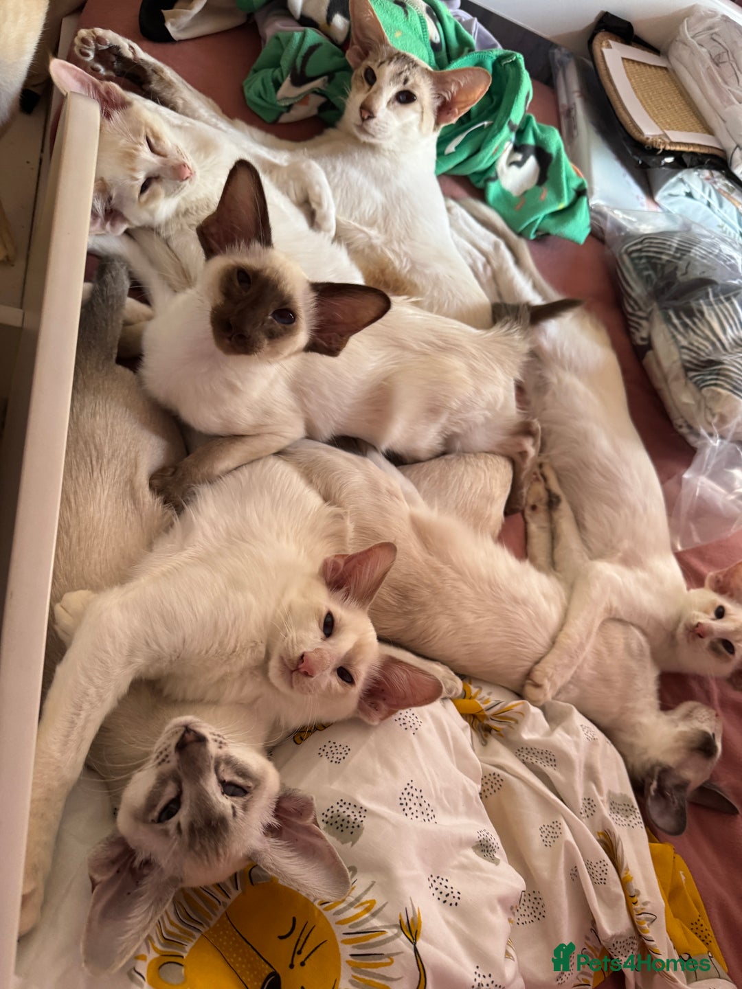 Oriental cats for sale: Siamese, Balinese and POLH bicolours - Advert 1