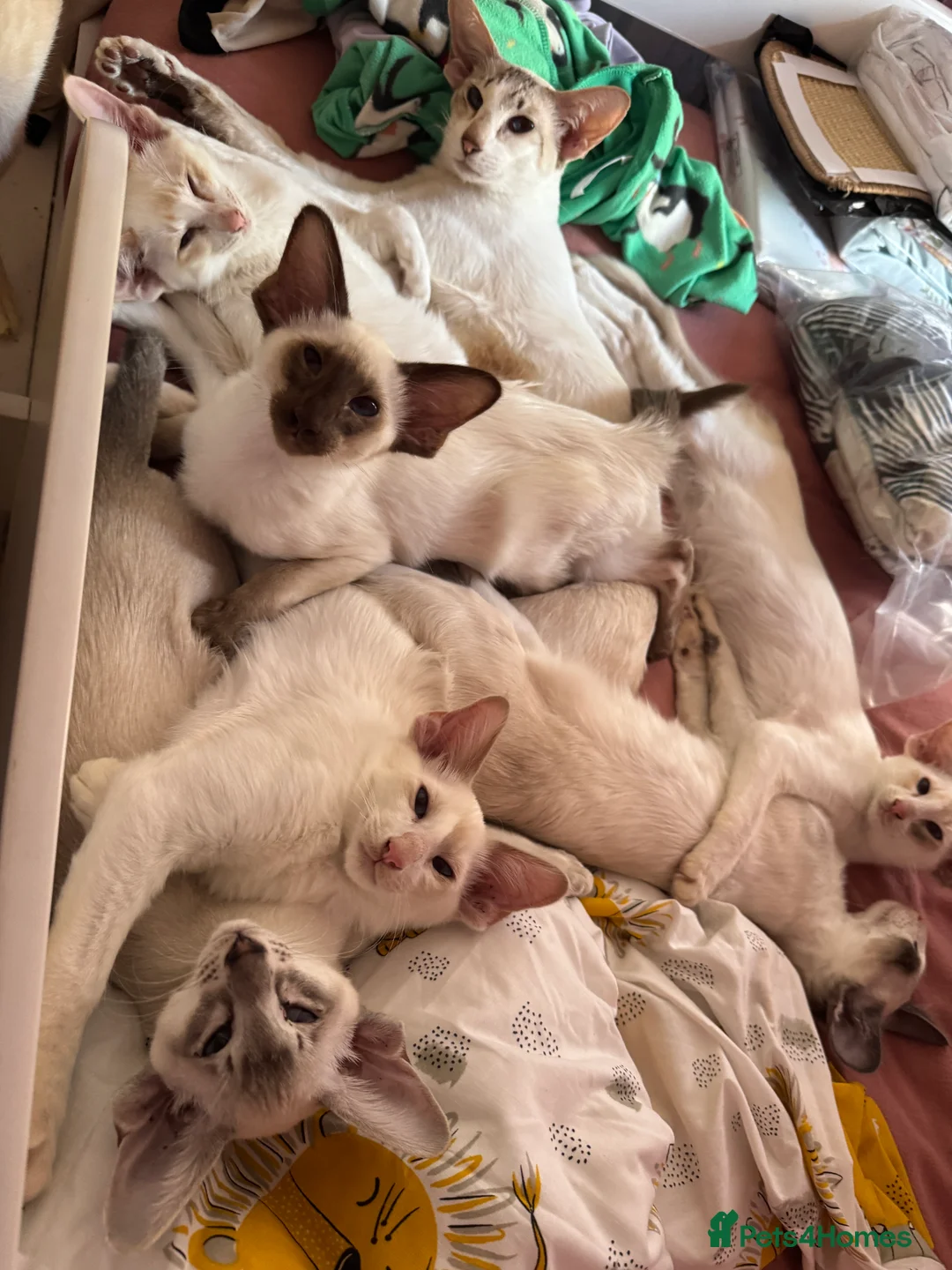 Oriental cats for sale: Siamese, Balinese and POLH bicolours - Advert 1