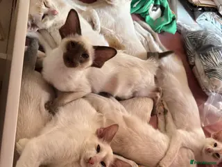 Oriental cats Siamese, Balinese and POLH bicolours - Advert 4