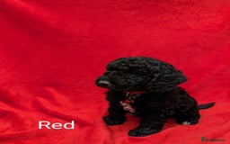 Sproodle dogs for sale: Beautiful F1b Sproodle Pups, 4 Boys & 4 Girls - Image 6