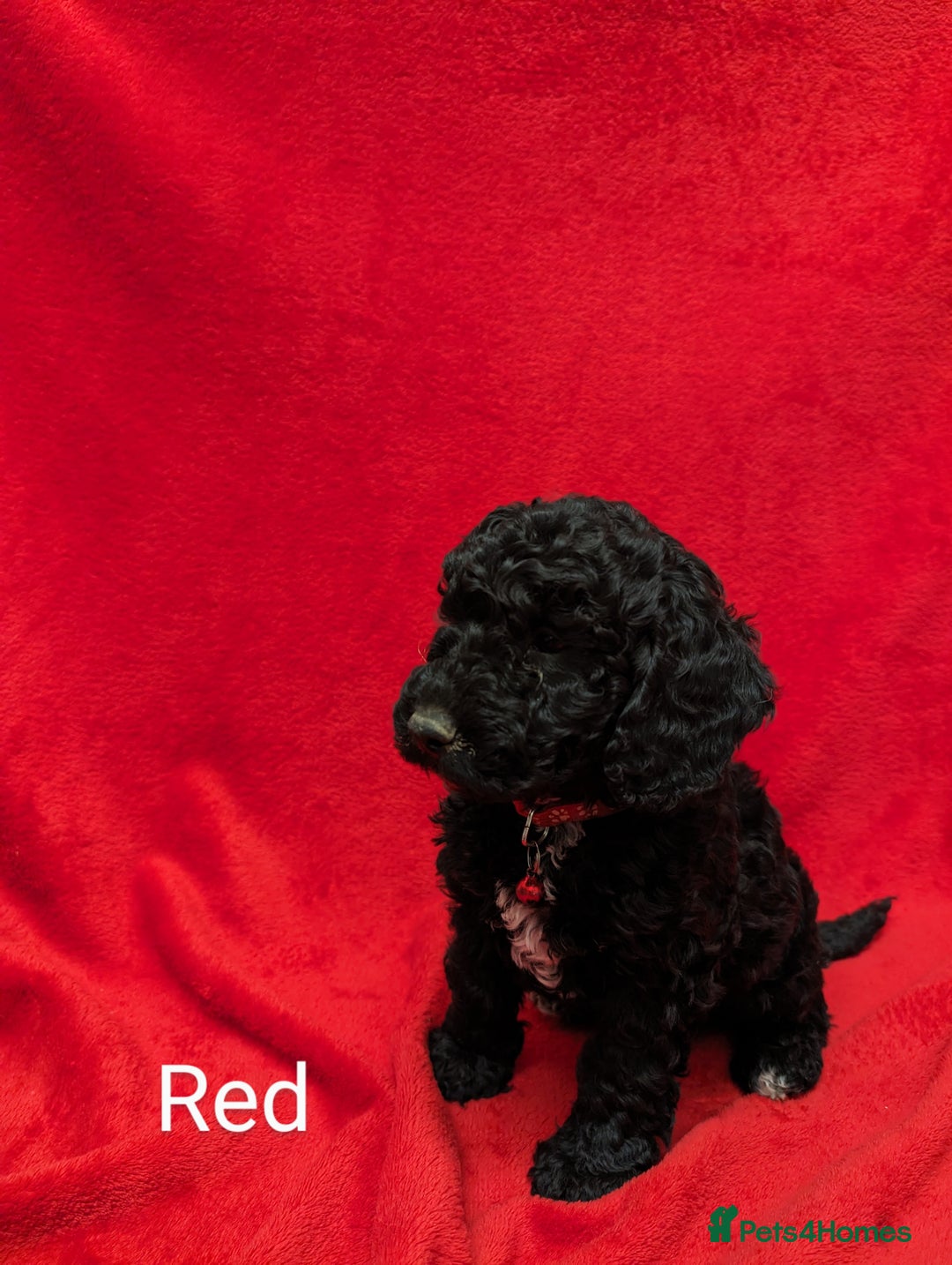 Sproodle dogs for sale: Beautiful F1b Sproodle Pups, 4 Boys & 4 Girls - Image 6