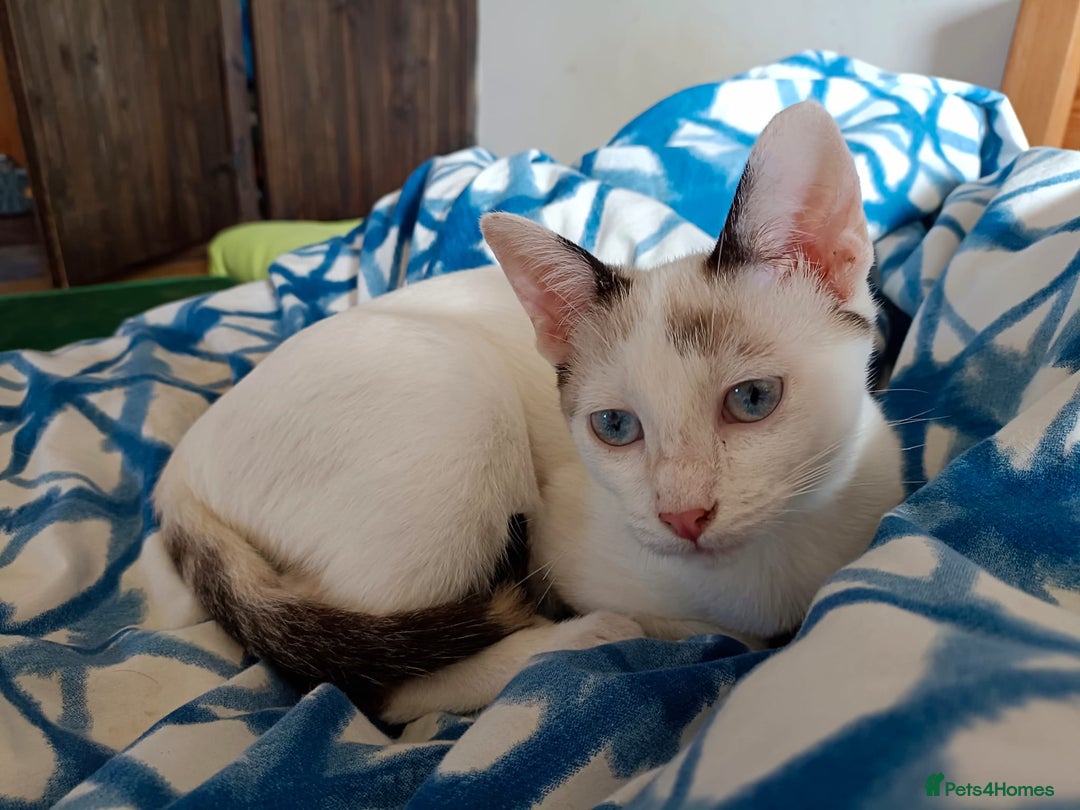Siamese cats for adoption: Siamese cross and Tortoiseshell sister - Image 11