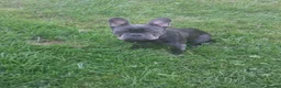 French Bulldog dogs for sale: Nacho - Advert 2