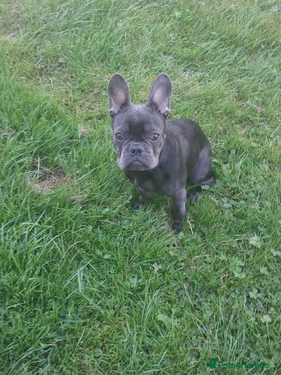 French Bulldog dogs for sale: Nacho - Advert 2