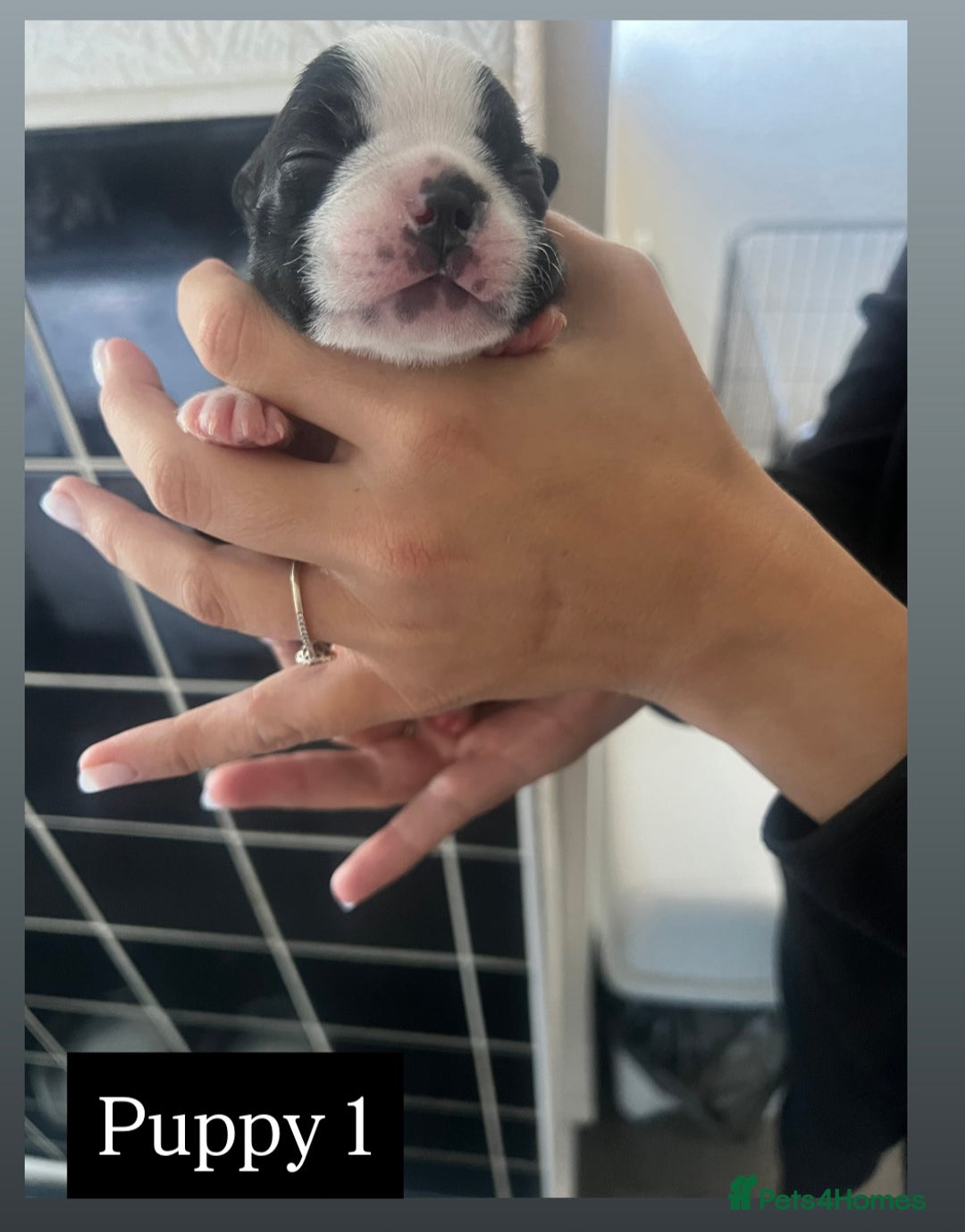 Boston Terrier dogs for sale: MAGGIES BEAUTIFUL PUPPIES  - Image 3