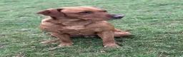 Labrador Retriever dogs for sale: Stunning KC registered Red & Black puppies - Advert 13