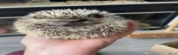 Pygmy Hedgehog rodents for sale: African Pygmy hedgehog  - Advert 4