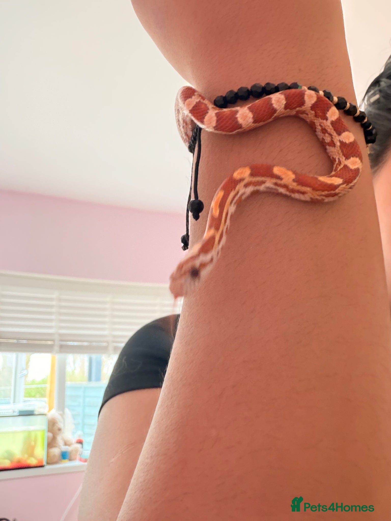 Corn Snake reptiles 4-month-old corn snake + full setup  - Advert 2
