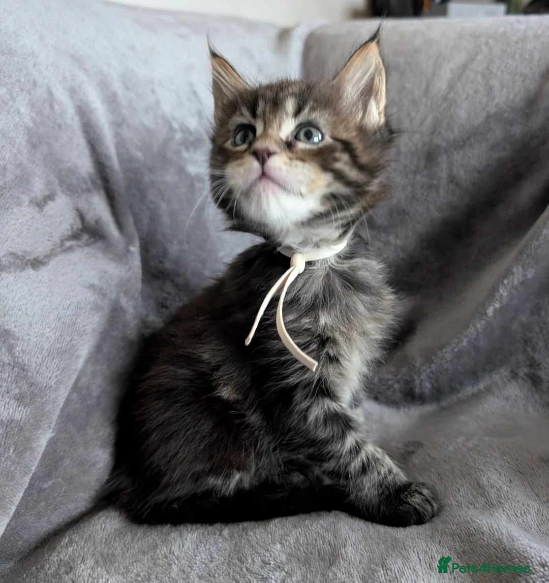 Maine Coon cats for sale: Chunky Maine Coons  - Advert 10