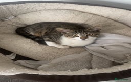 Domestic Shorthair cats for sale: Kitten  - Image 1