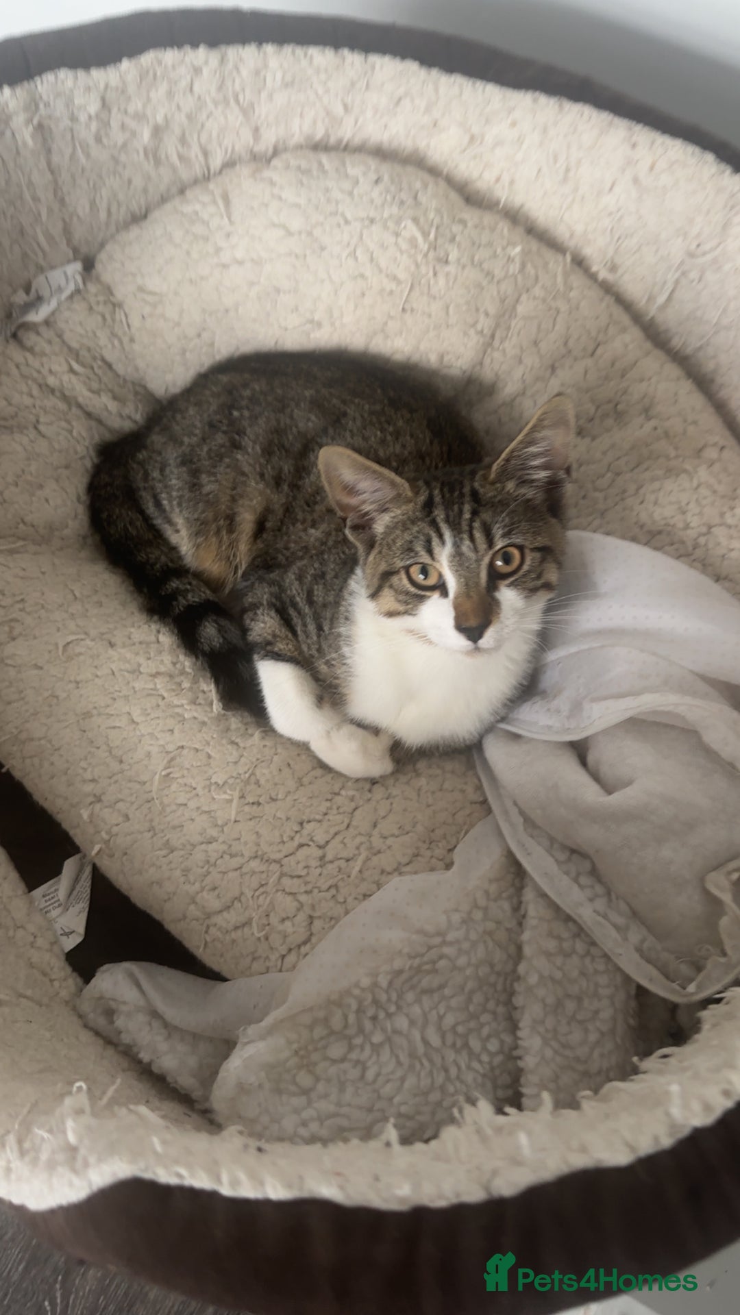 Domestic Shorthair cats for sale: Kitten  - Image 1