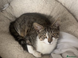 Domestic Shorthair cats - Advert 13