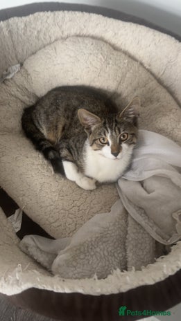 Domestic Shorthair cats - Advert 11