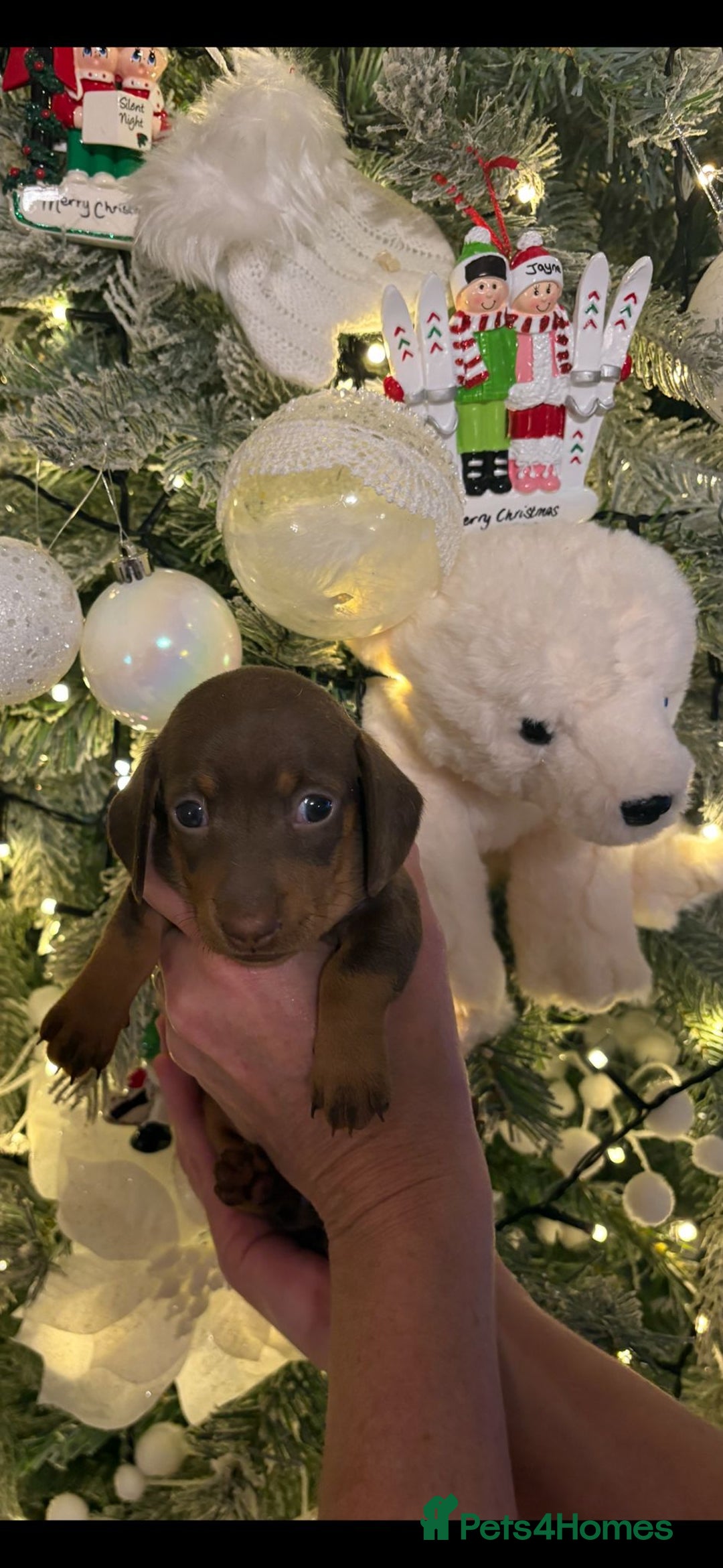 Miniature Dachshund dogs for sale: kc reg smooth haired miniature dachshund pups - Advert 7