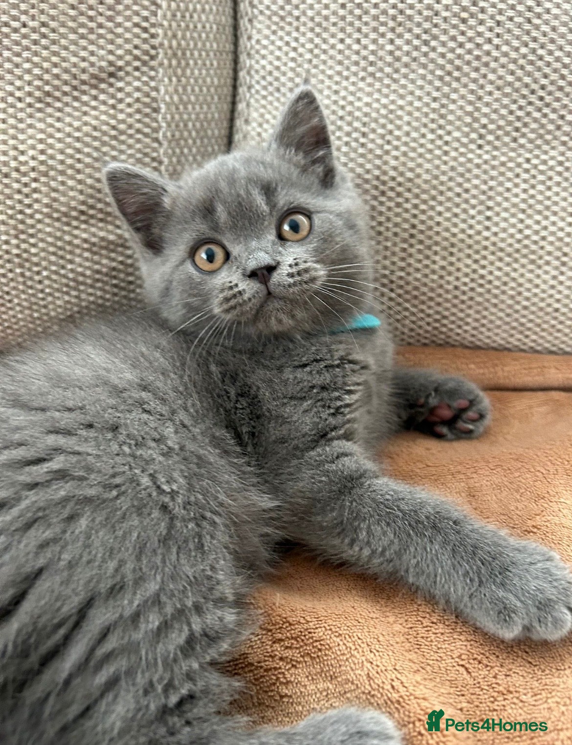 British Shorthair cats Cuddly  British shorthair kittens blue and lilac - Advert 12