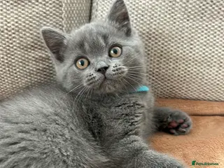 British Shorthair cats Cuddly British shorthair kittens blue and lilac - Advert 11