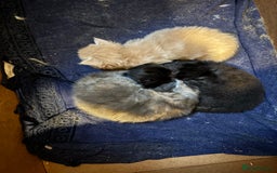 Maine Coon cats for sale: Maine Coon kittens  - Image 15