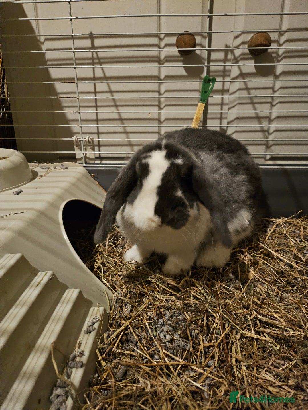Dwarf Lop rabbits for sale: Gandalf the Lop - Advert 6