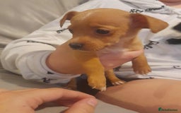Mixed Breed dogs for sale: Beautiful Pomeranian x jackrussel - Image 13