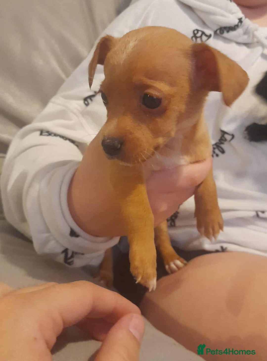 Mixed Breed dogs for sale: Beautiful Pomeranian x jackrussel - Image 13