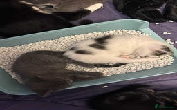 Mixed Breed cats for sale: Beautiful kittens ready for 5/11/28 - Image 14