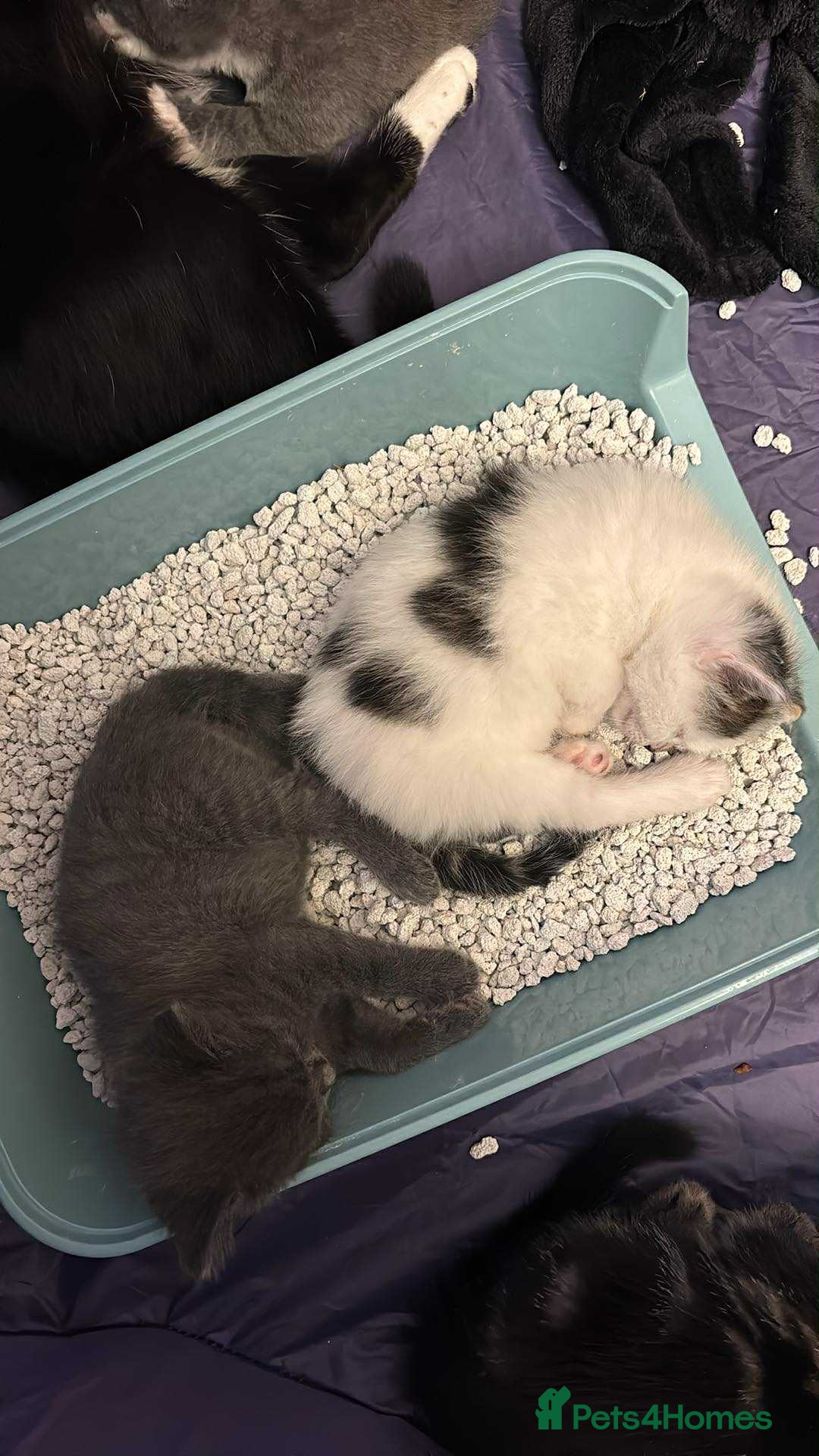 Mixed Breed cats for sale: Beautiful kittens ready for 5/11/28 - Image 14