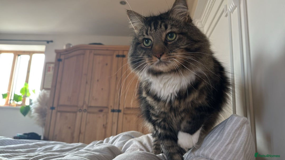 British Longhair cats for sale: Incredibly Beautiful British Longhair Male Cat - Advert 21