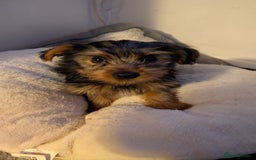 Yorkshire Terrier dogs for sale: 2 beautiful male Yorkshire terrier puppies  - Image 16