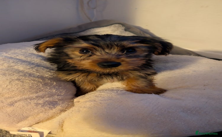 Yorkshire Terrier dogs - Advert 14