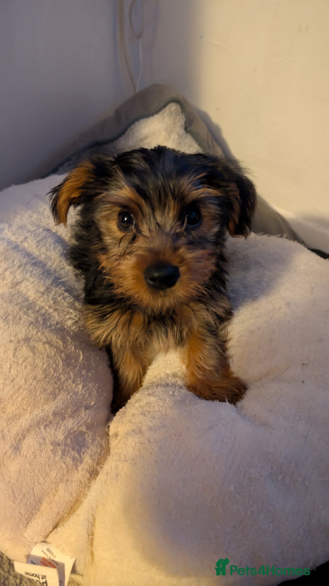 Yorkshire Terrier dogs for sale: 2 beautiful male Yorkshire terrier puppies  - Image 16